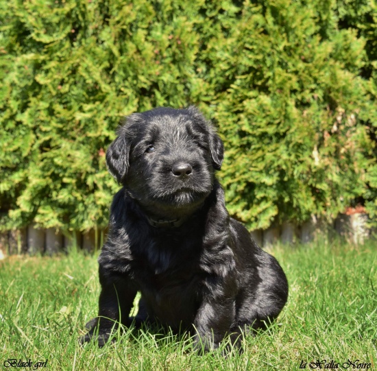 Briard czarne szczenięta na sprzedaż